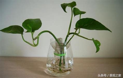 室內水生植物